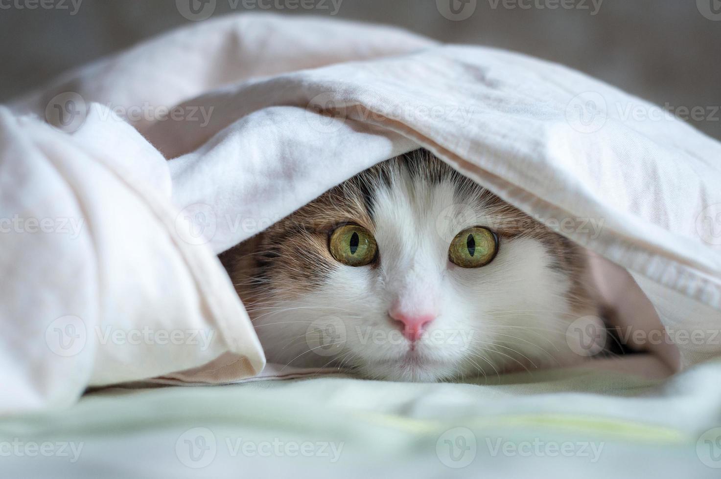 Portrait of a beautiful cat in the sunlight photo