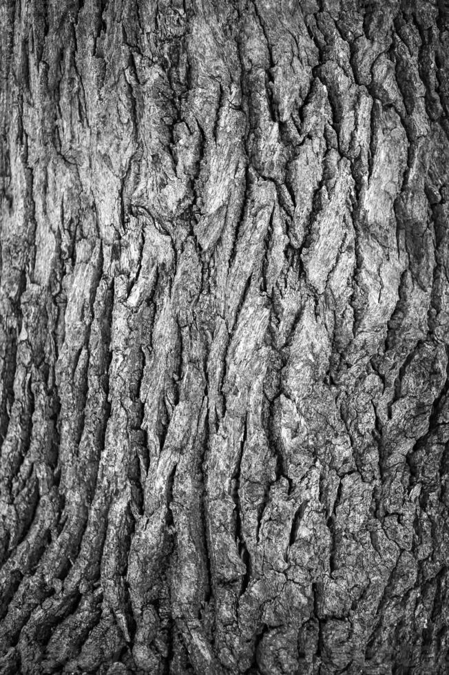 Tree bark closeup, background photo