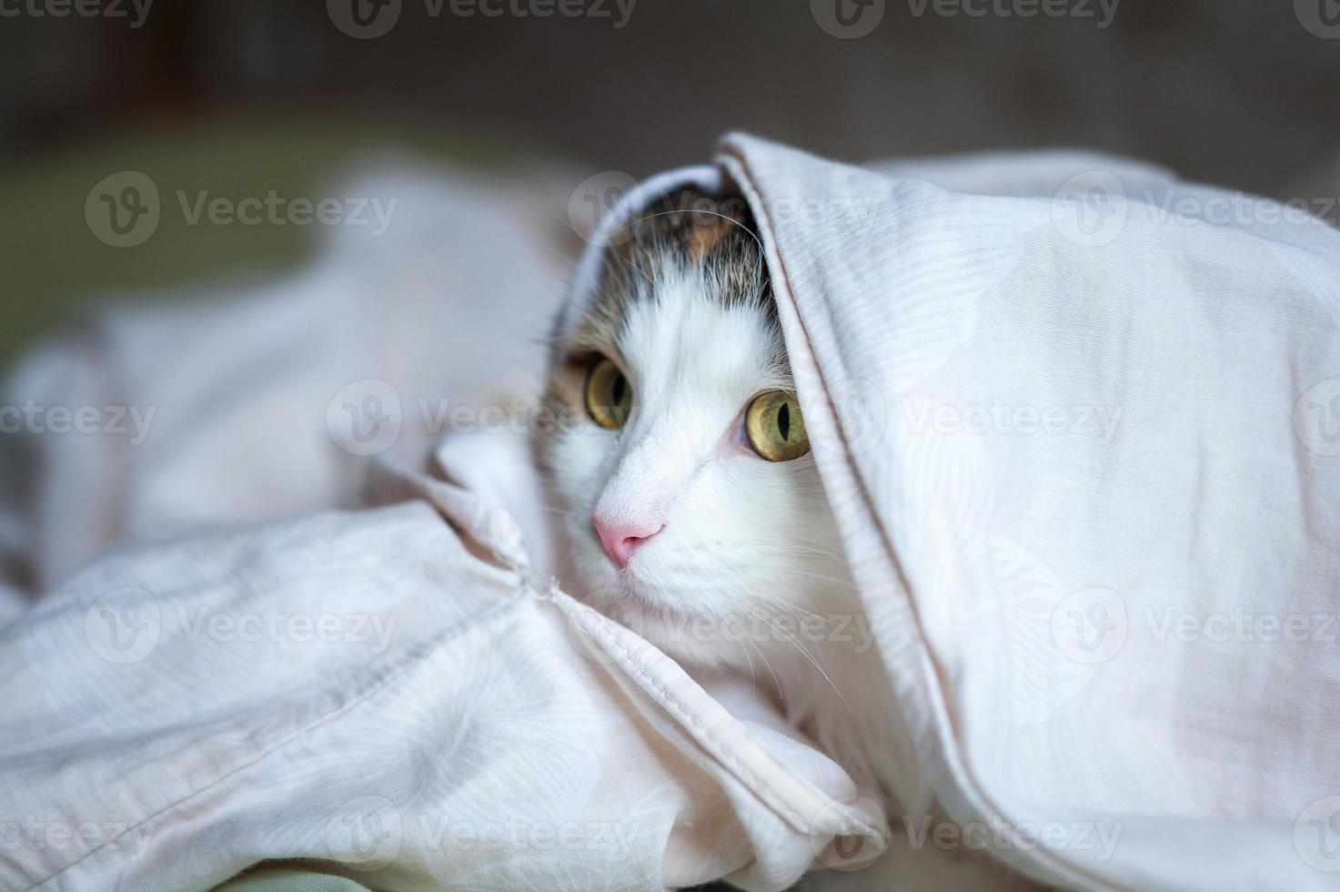 Portrait of a beautiful cat in the sunlight photo