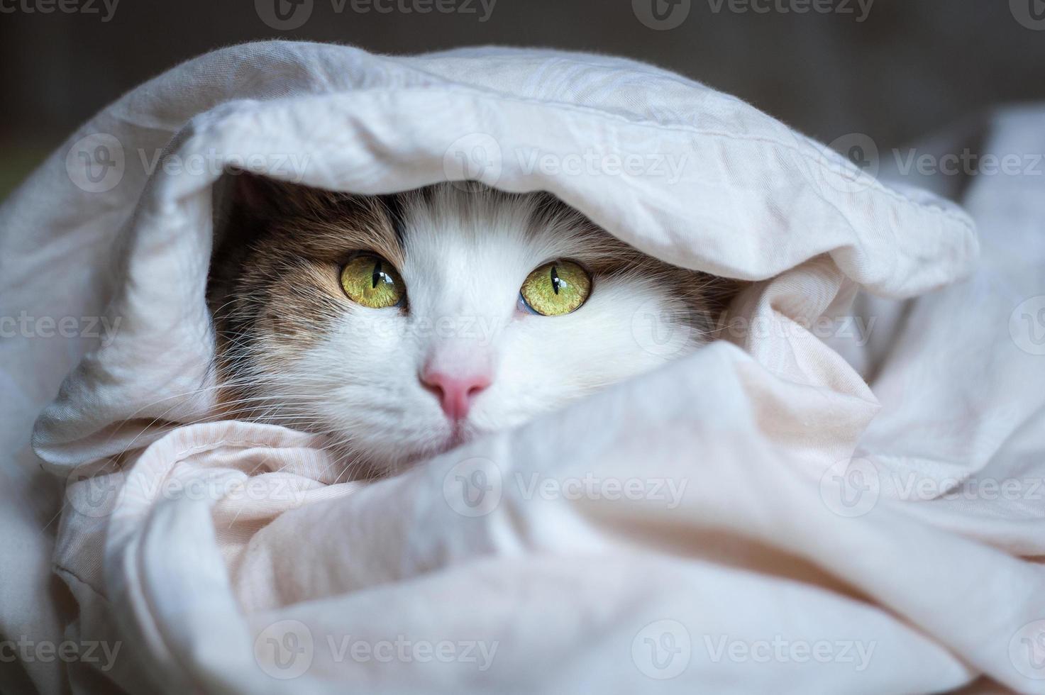 Portrait of a beautiful cat in the sunlight photo