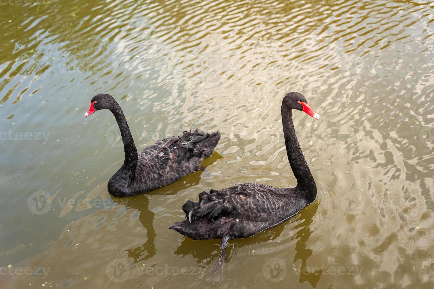 Two black swans floating on a dirty lake in polluted water photo