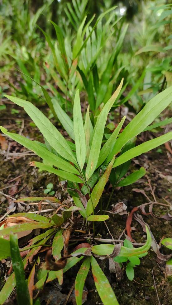 green ferns in the palm grove photo