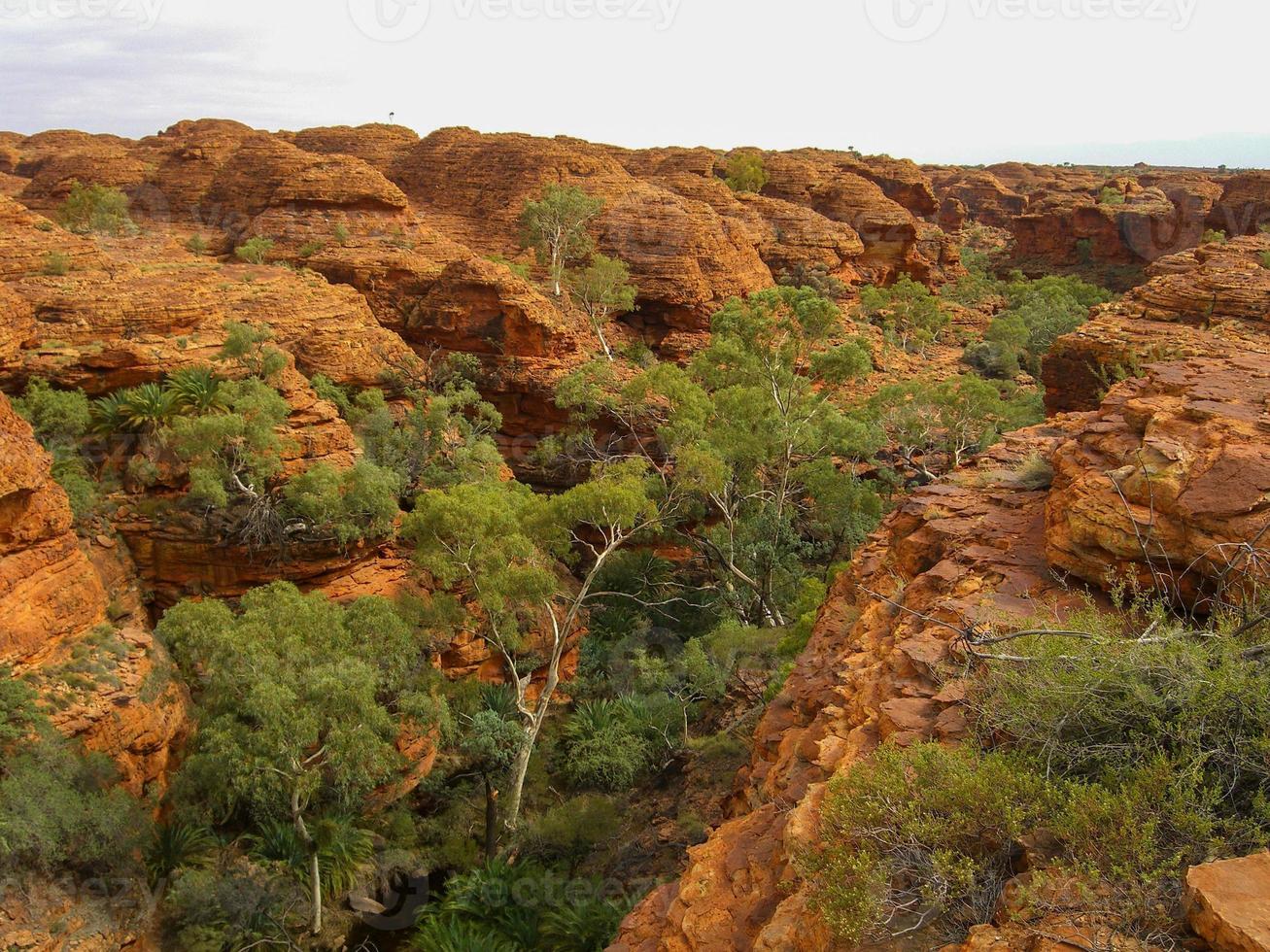 Panoramic view of Kings Canyon, Central Australia, Northern Territory, Australia photo