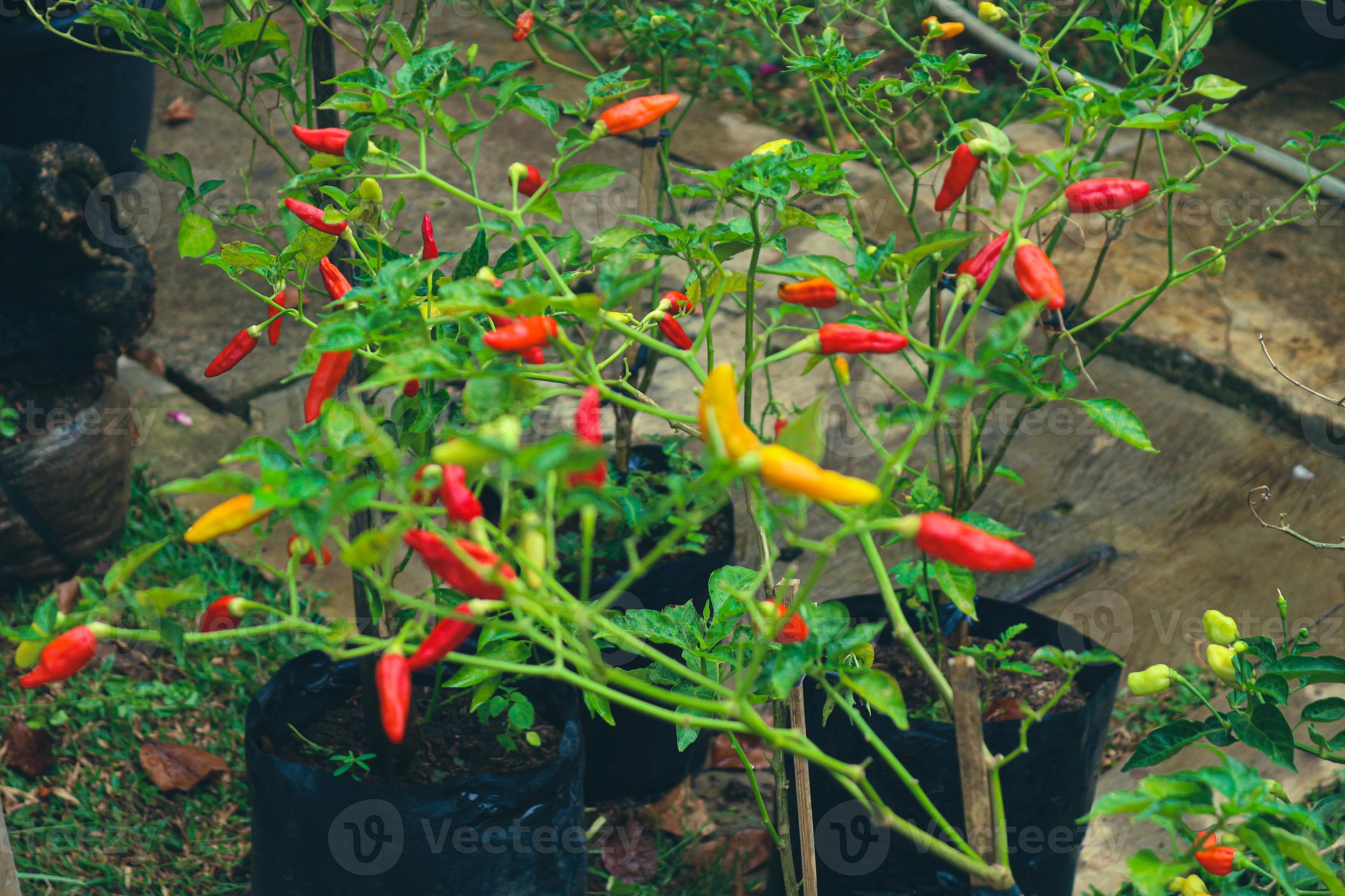 Cayenne pepper Capsicum frutescens is a fruit and plant belonging to