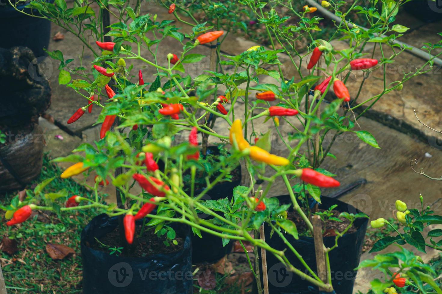 Cayenne pepper Capsicum frutescens is a fruit and plant belonging to the genus Capsicum. photo