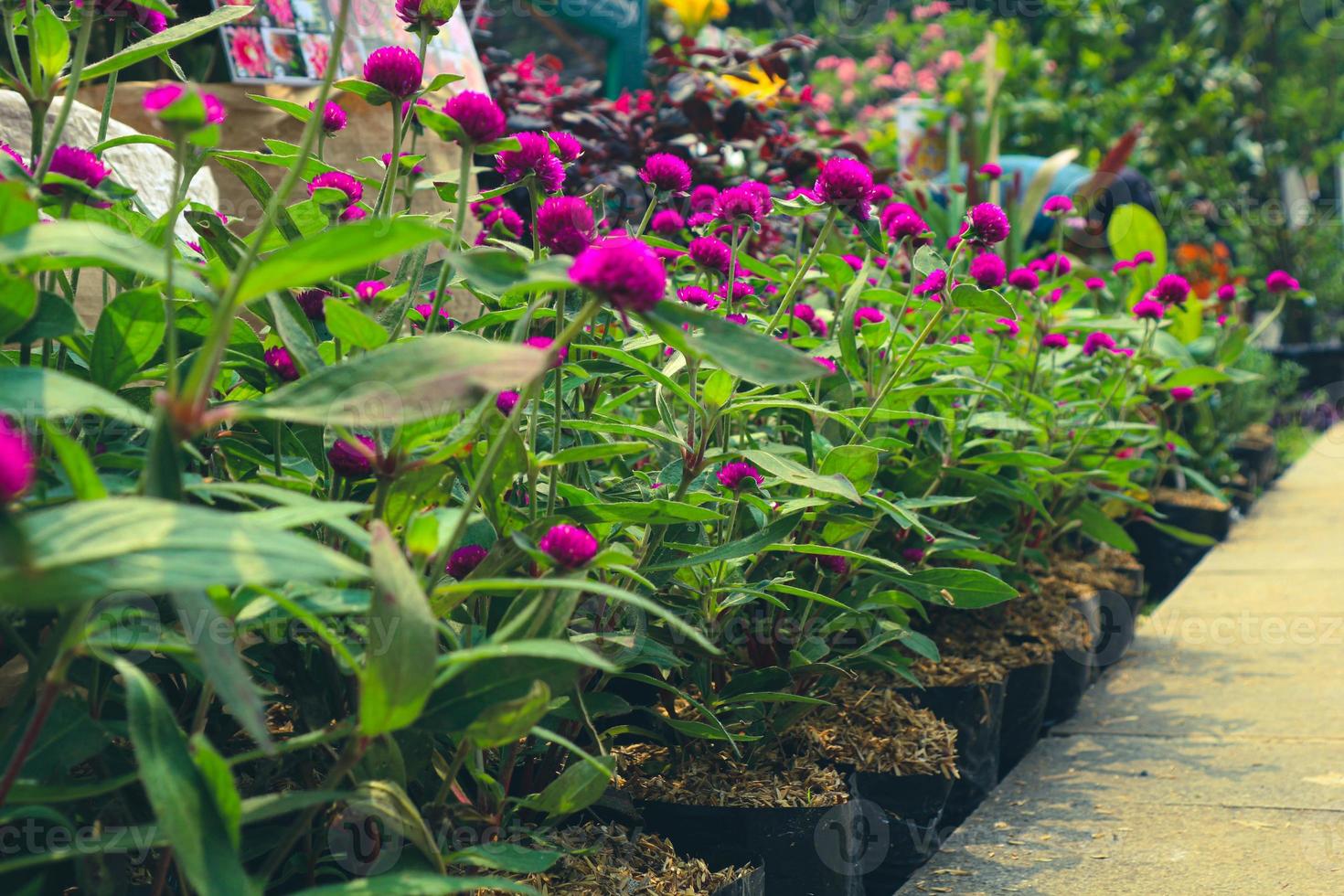 El botón de licenciatura de ciruela con el nombre científico gomphrena globosa es excelente tanto para el jardín como para la flor de corte. foto