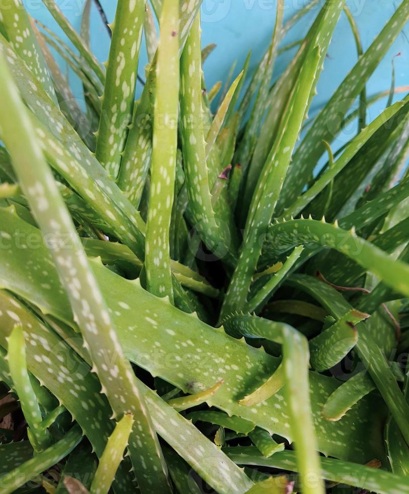 planta de aloe vera El aloe vera se ha utilizado durante mucho tiempo en la medicina tradicional. foto