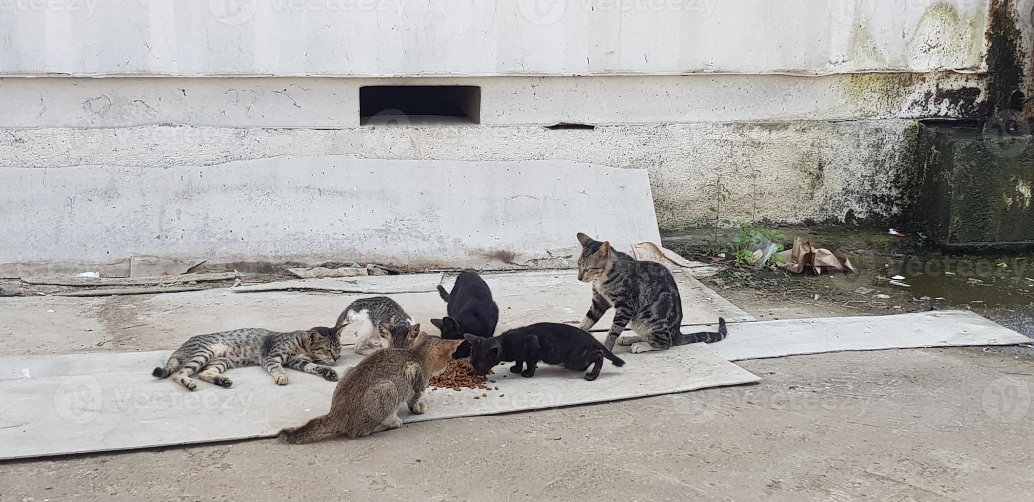 foto de un gato callejero en nuestra casa.