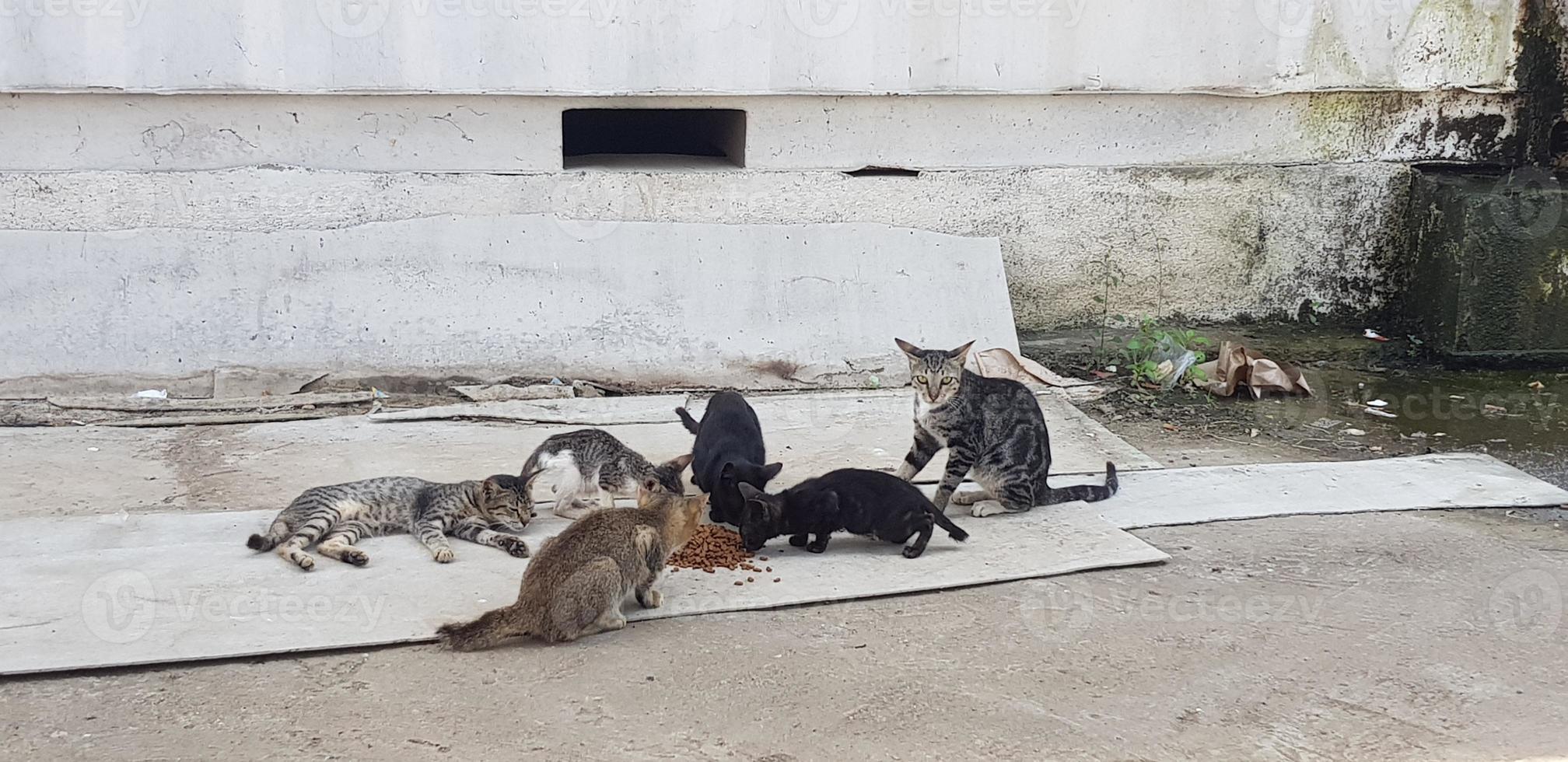 foto de un gato callejero en nuestra casa.