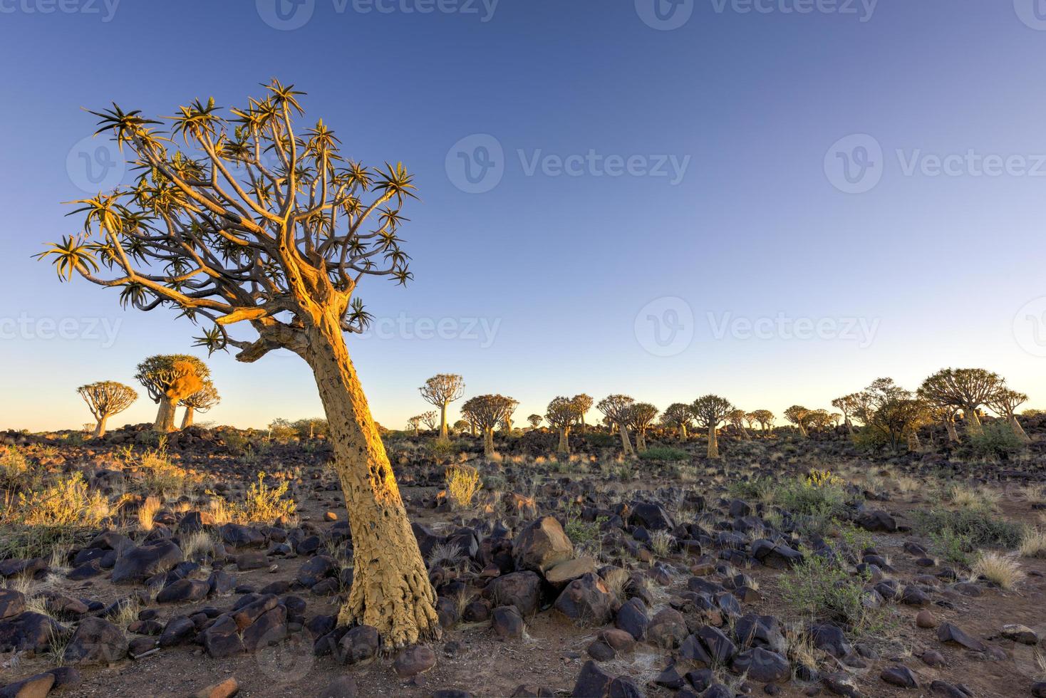 Quiver Tree Forest - Nambia photo
