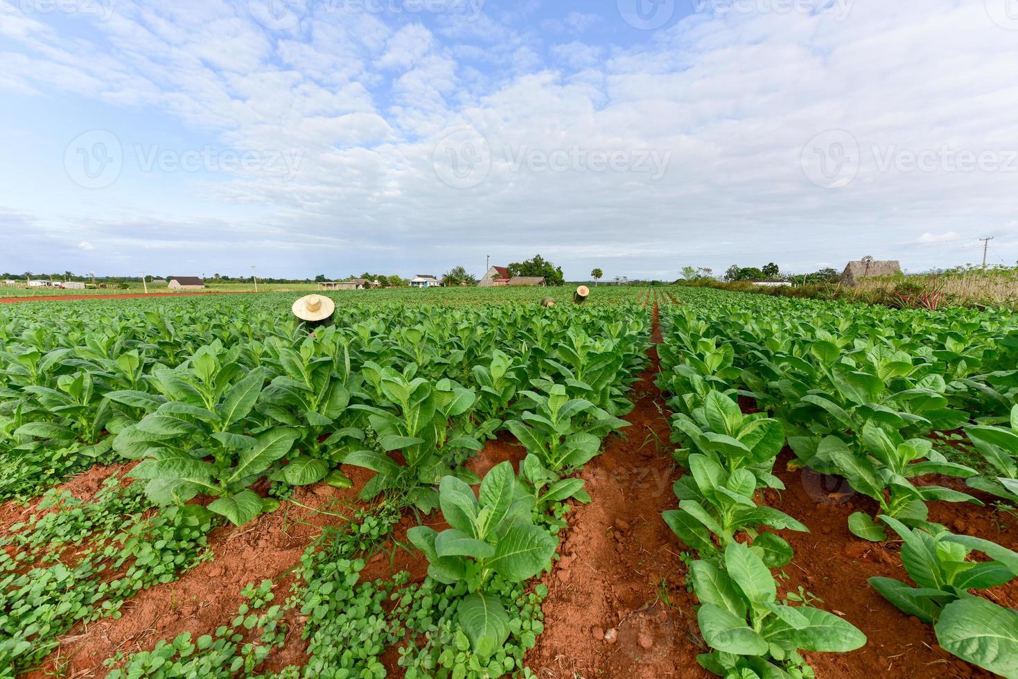 Tobacco field in the Vinales valley, north of Cuba. photo