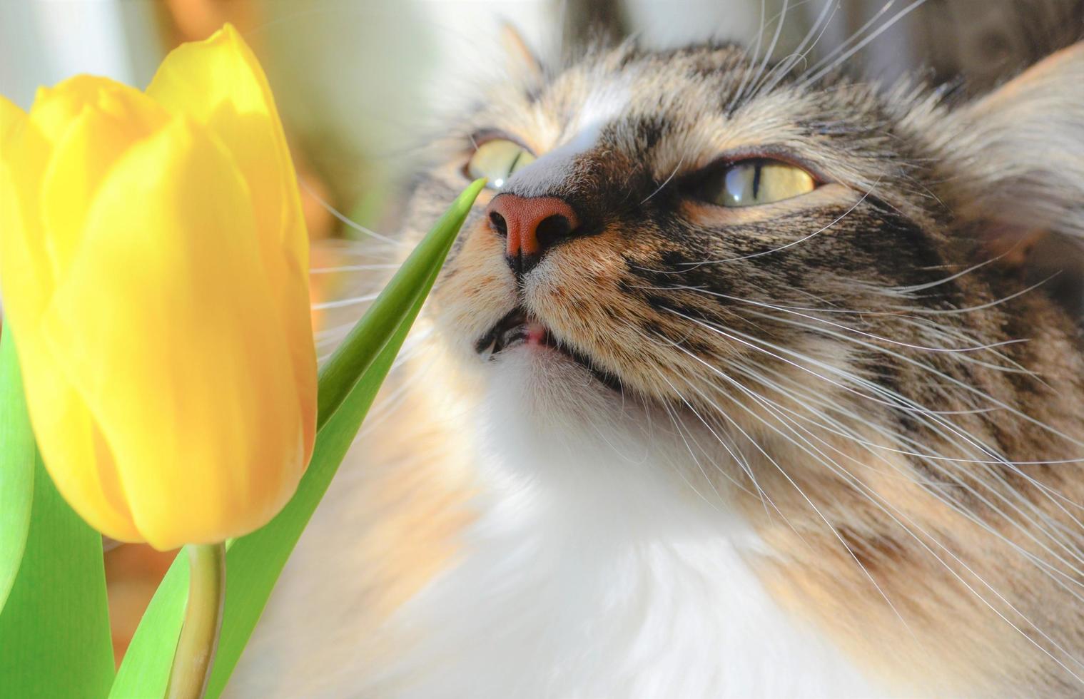 Fluffy cat and one yellow tulip. Siberian breed cat smelling a flower. Cat explore a flower. Interested cat's face.  Pet lifestyle concept. Cute green eyed cat in the sun. Spring has come. photo