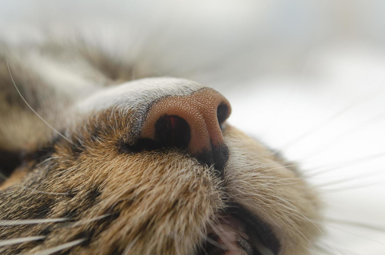 Cat nose close up photo. Cute orange and black color nose. Cat breath. Cat smells something. photo