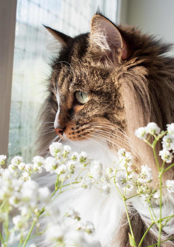 gato del bosque siberiano o noruego esponjoso y flores blancas. primer plano vista lateral retrato de gato de pelo largo. lindo gato marrón con ojos verdes y nariz blanca. foto de mascotas de primavera. orejas con borlas largas.