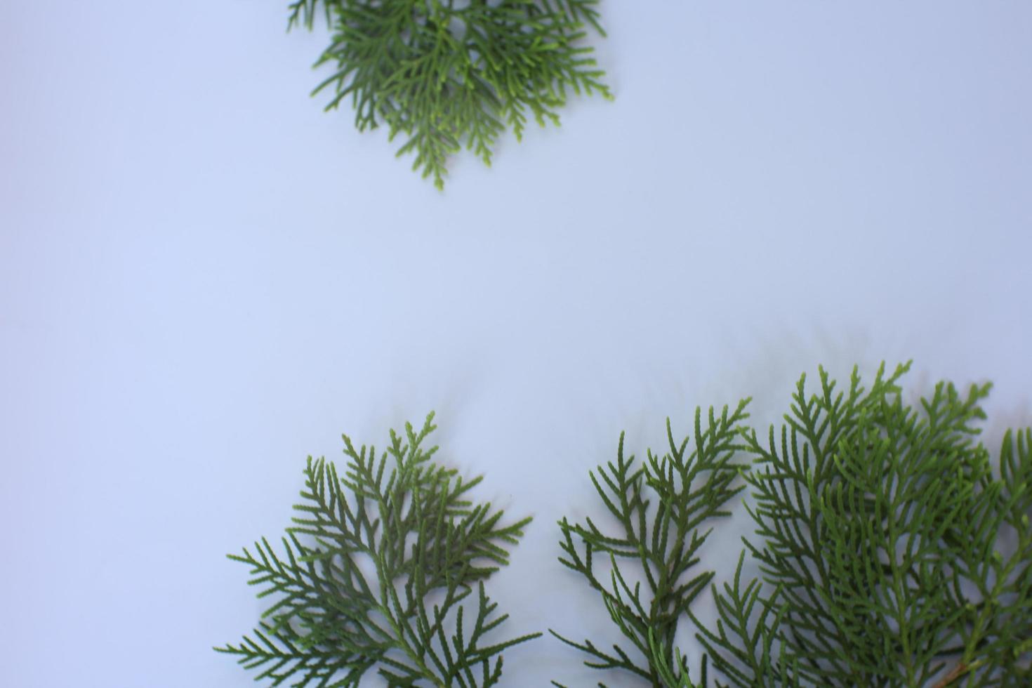 Frame with small Japanese cypress Chamaecyparis, coniferous tree photo