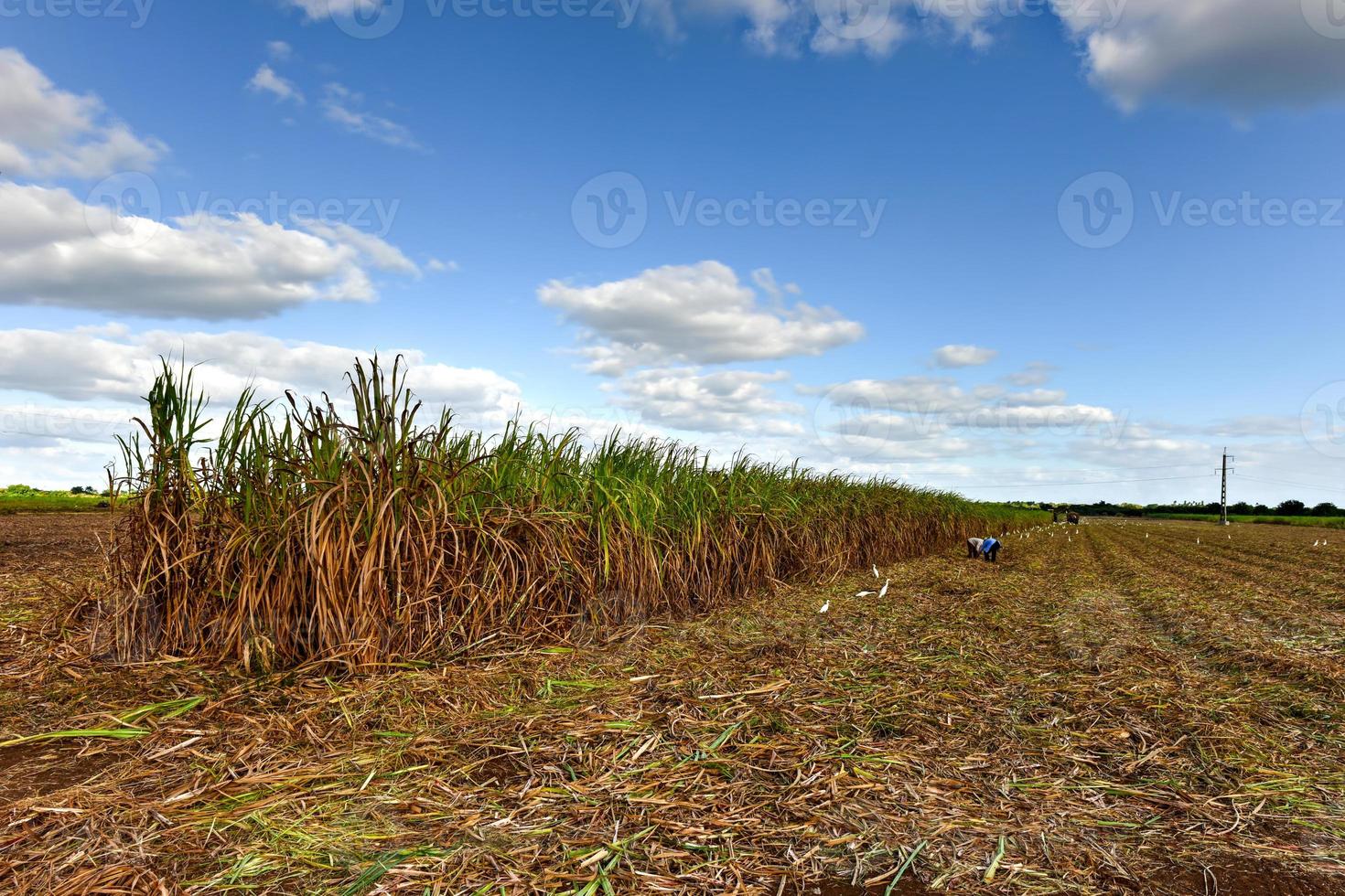 campos de caña de azúcar en una plantación en guayabales, cuba. foto