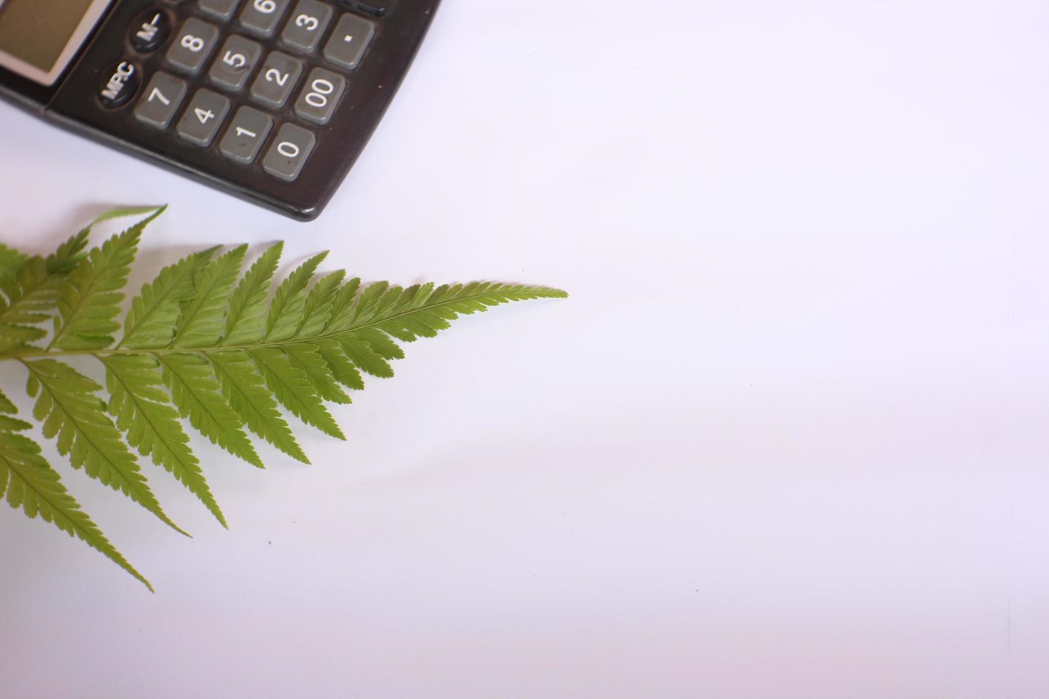 plain white background and little green leaves with blank space photo