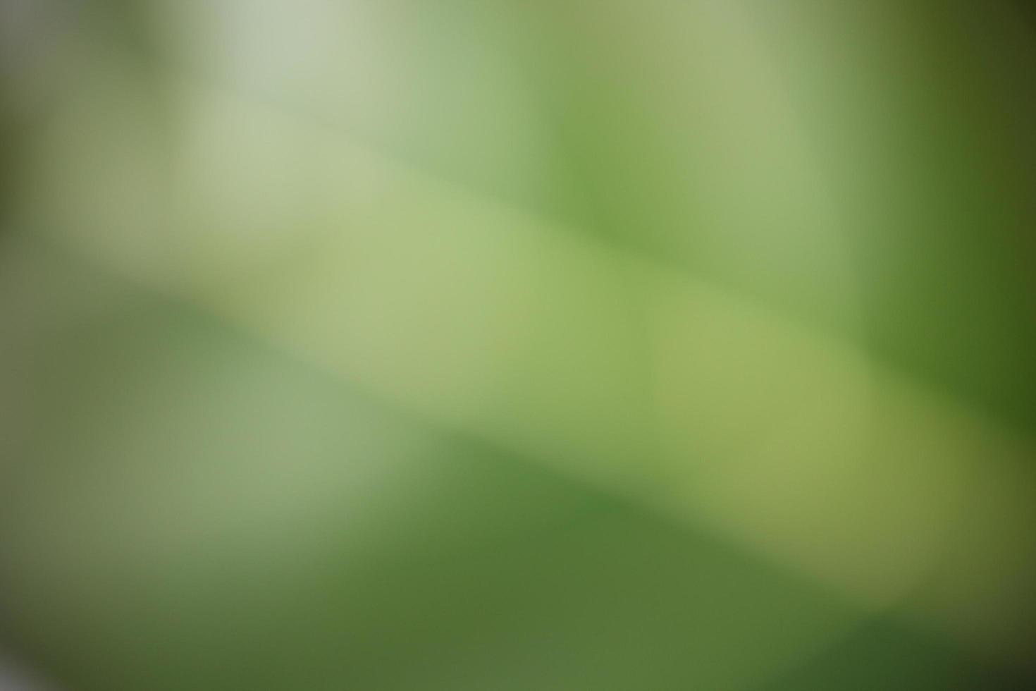Defocused abstract background of nature from below. photo