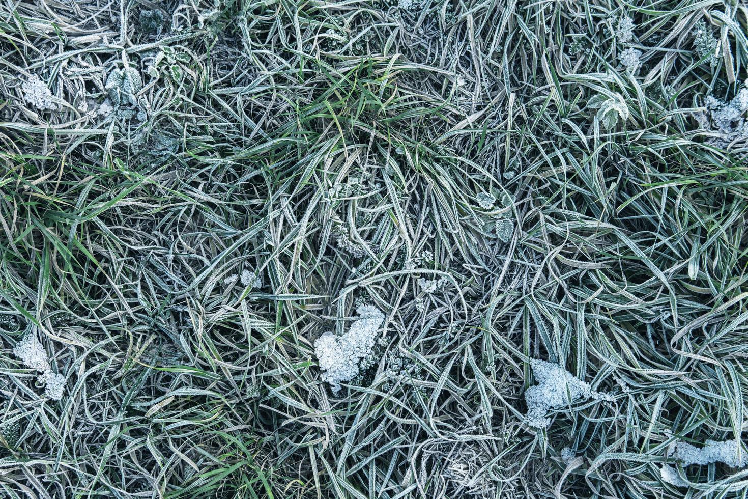 Frozen grass after first frost at winter photo