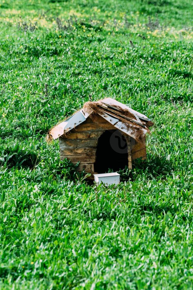 Wooden dog house on the grass photo
