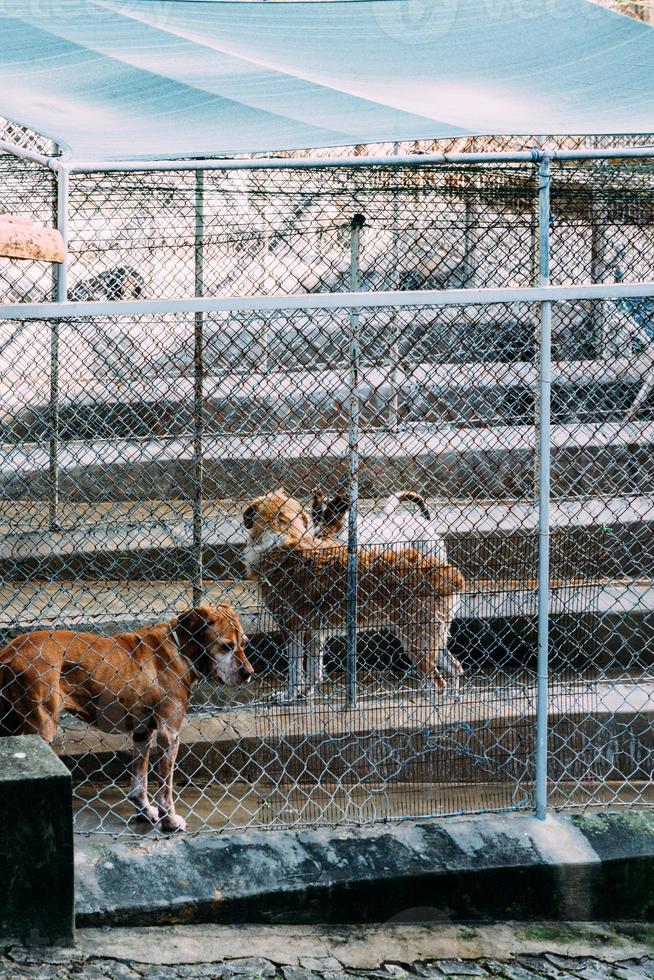 perros grandes y pequeños en una residencia de mascotas, refugio de animales o perrera foto