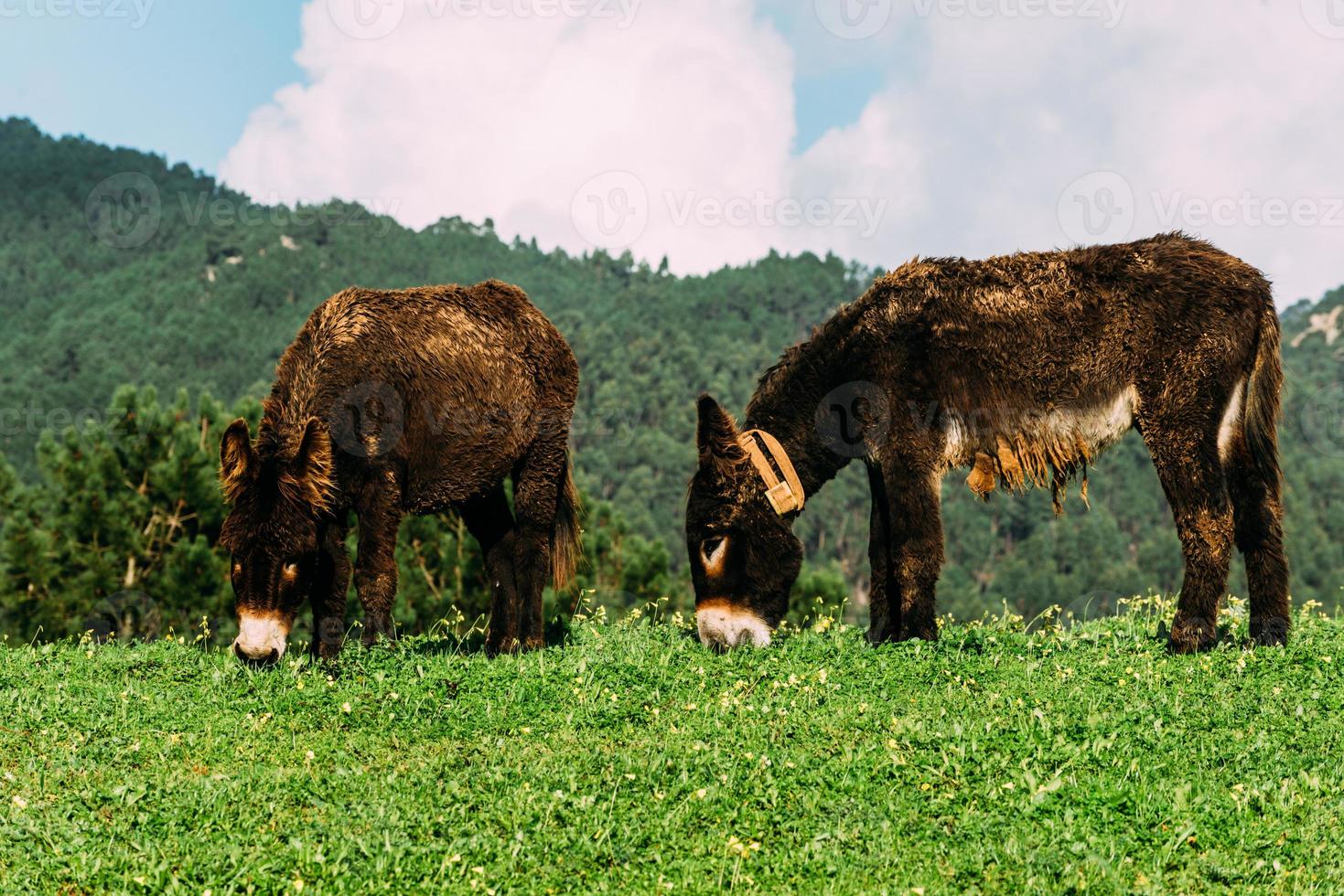 Two donkeys resting in the green meadow photo