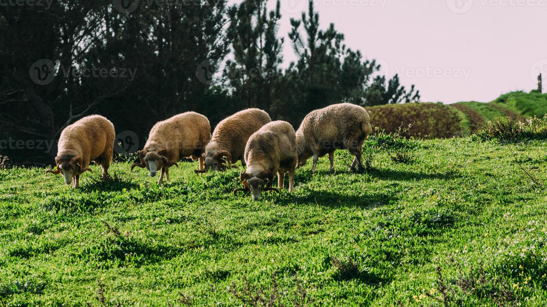 Flock of sheep, captured in Portugal photo