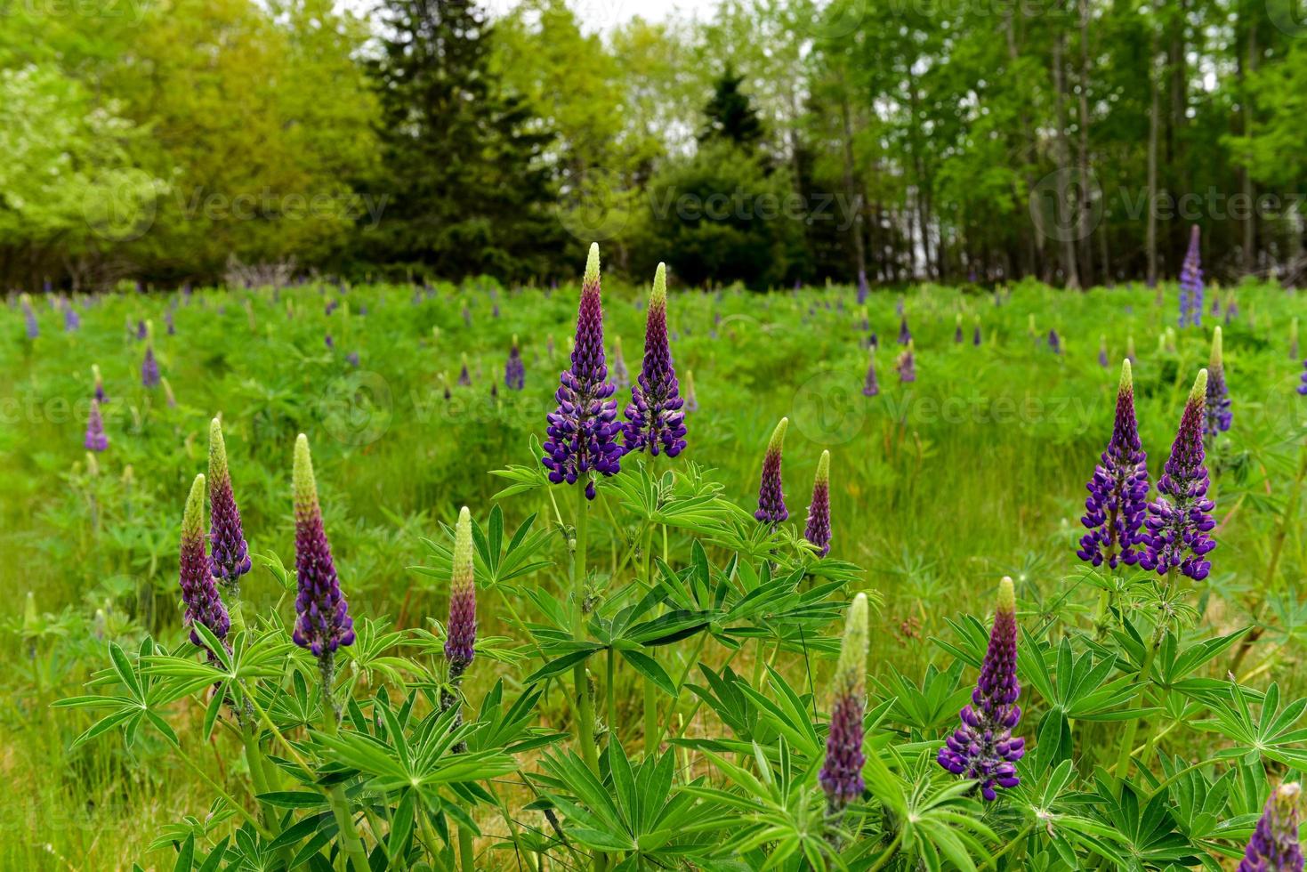 Fresh lupine close up blooming in spring. High lush purple lupine flowers, summer meadow in Maine. photo