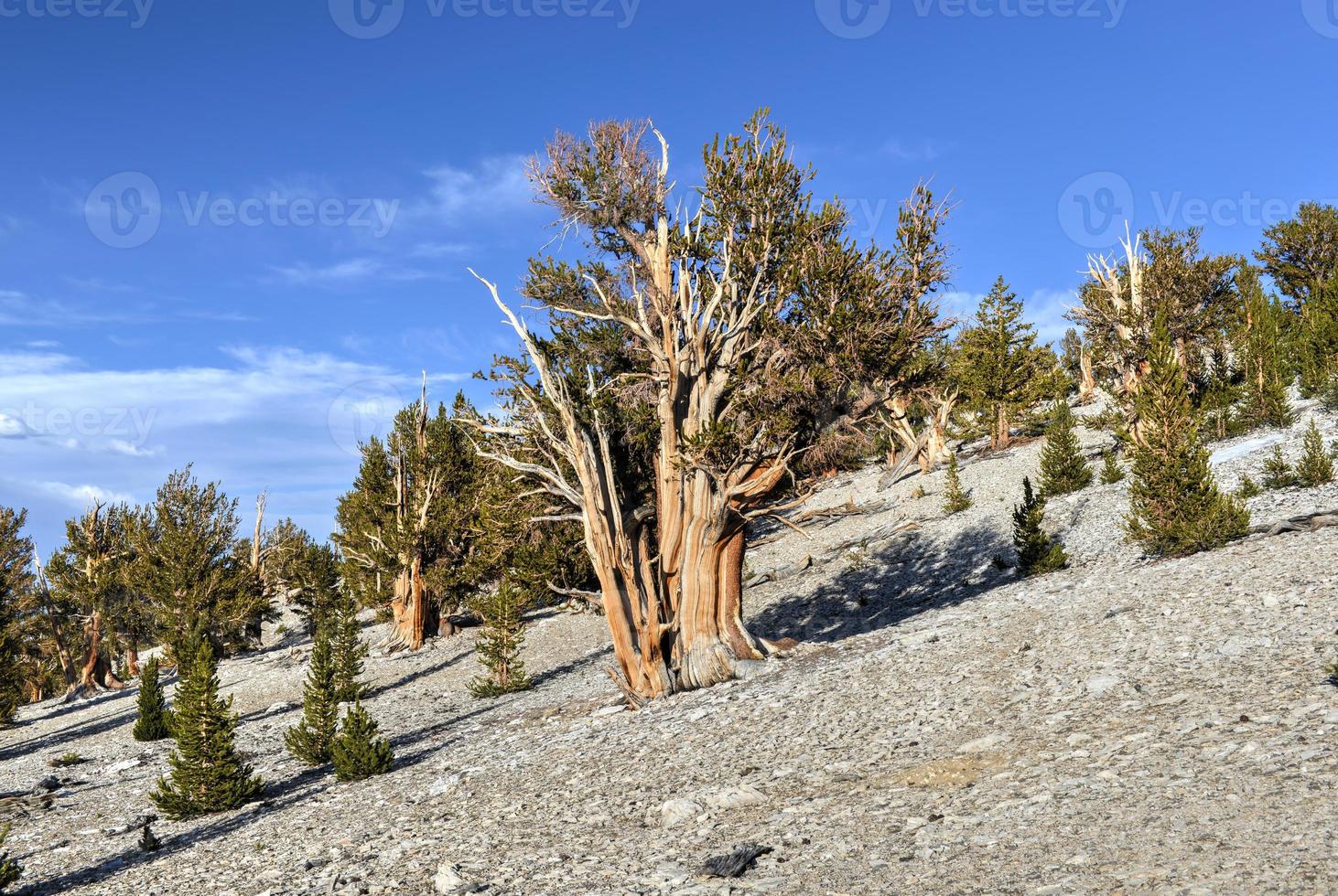 Ancient Bristlecone Pine Forest photo
