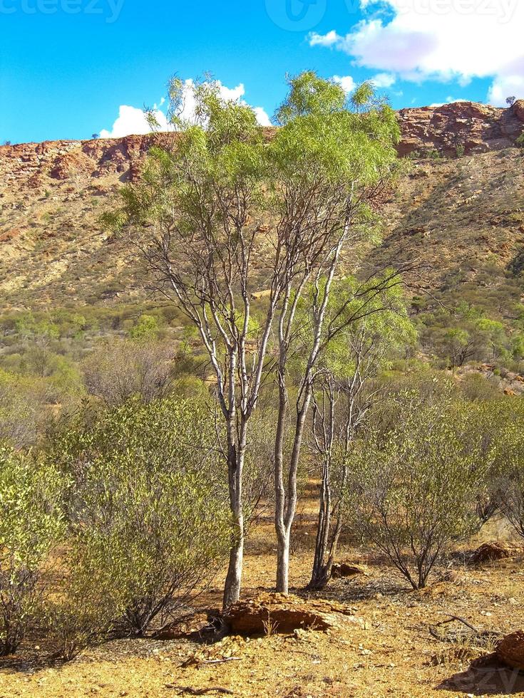 Australian outback landscape. Bush vegetation in dry season with red sand in Desert Park at Alice Springs near MacDonnell Ranges in Northern Territory, Central Australia. photo