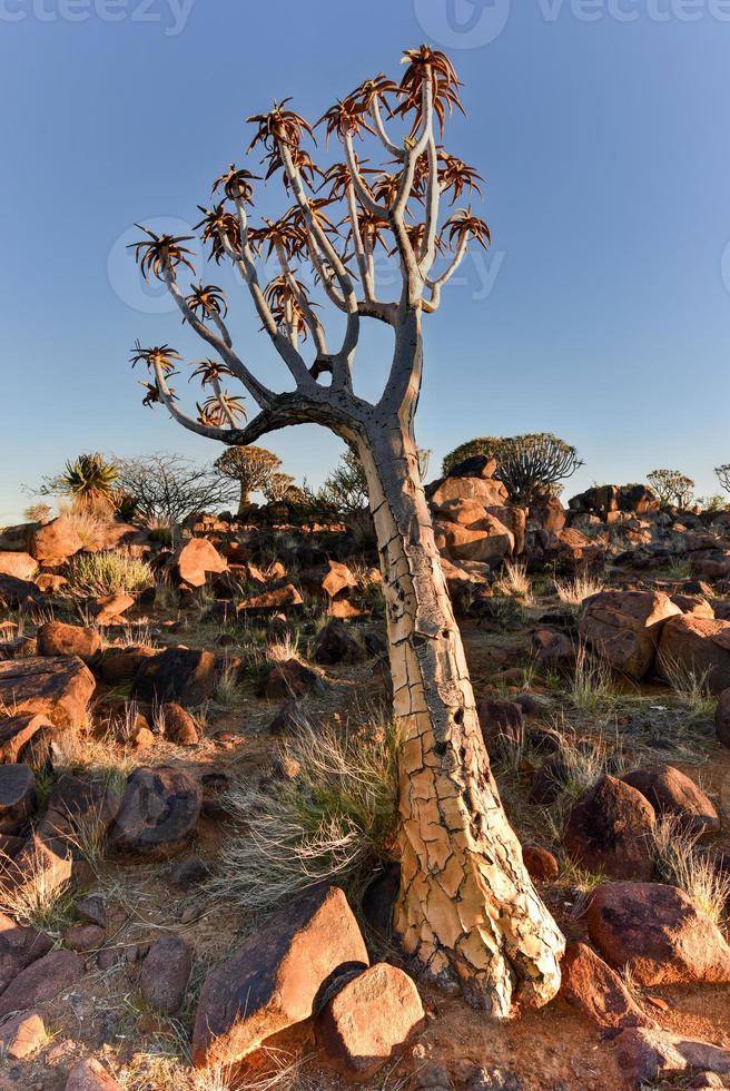 bosque de árboles carcaj - nambia foto