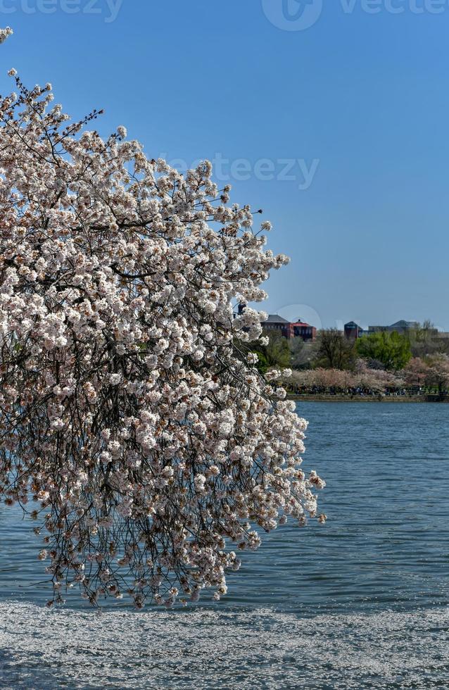 Washington DC, USA and cherry blossoms at the tidal basin in spring season. photo