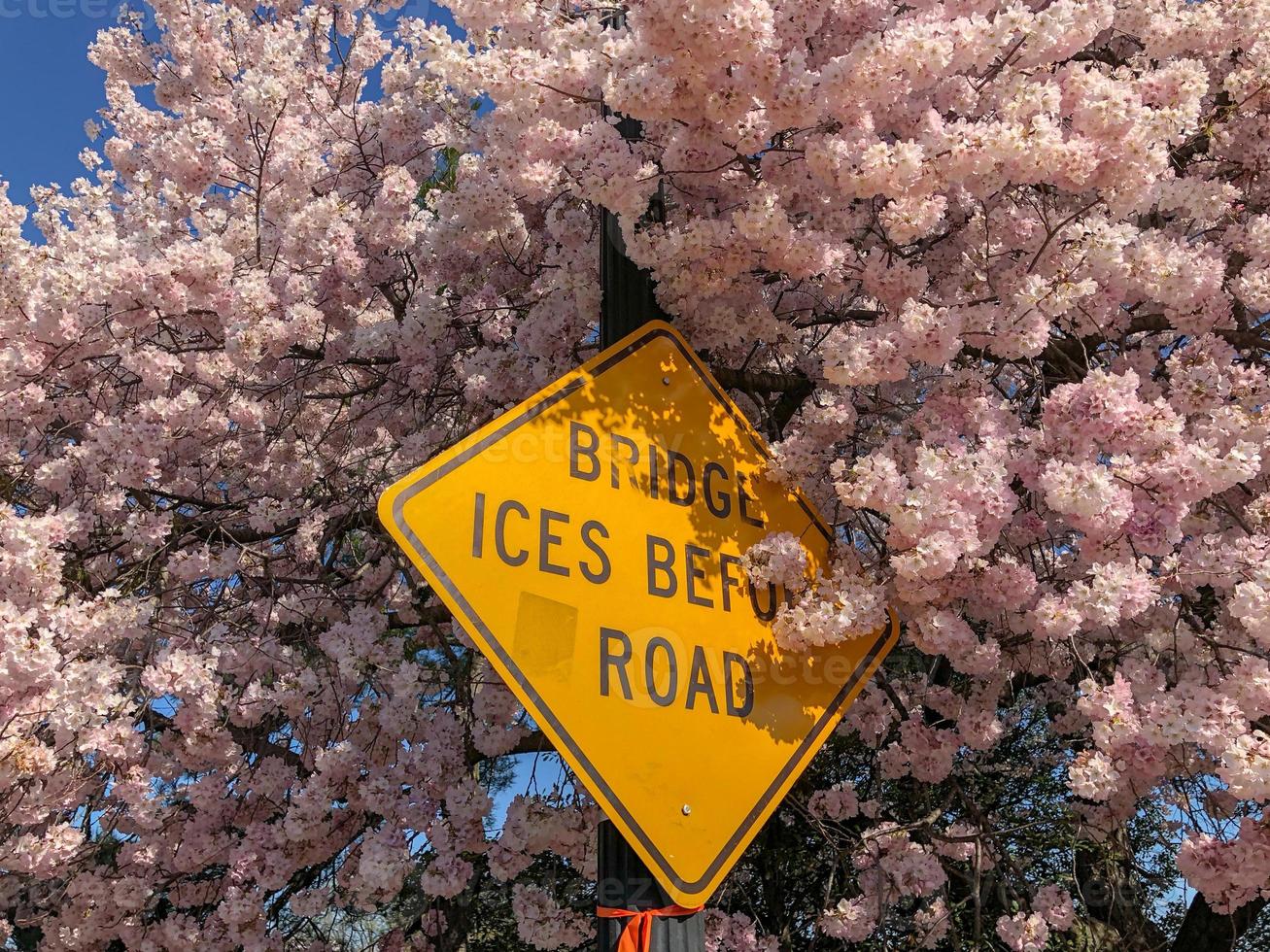 Road sign surrounded by cherry blossoms at the Tidal Basin during spring in Washington, DC. photo