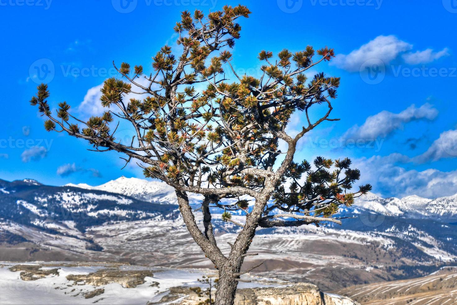 Mammoth Hot Springs photo