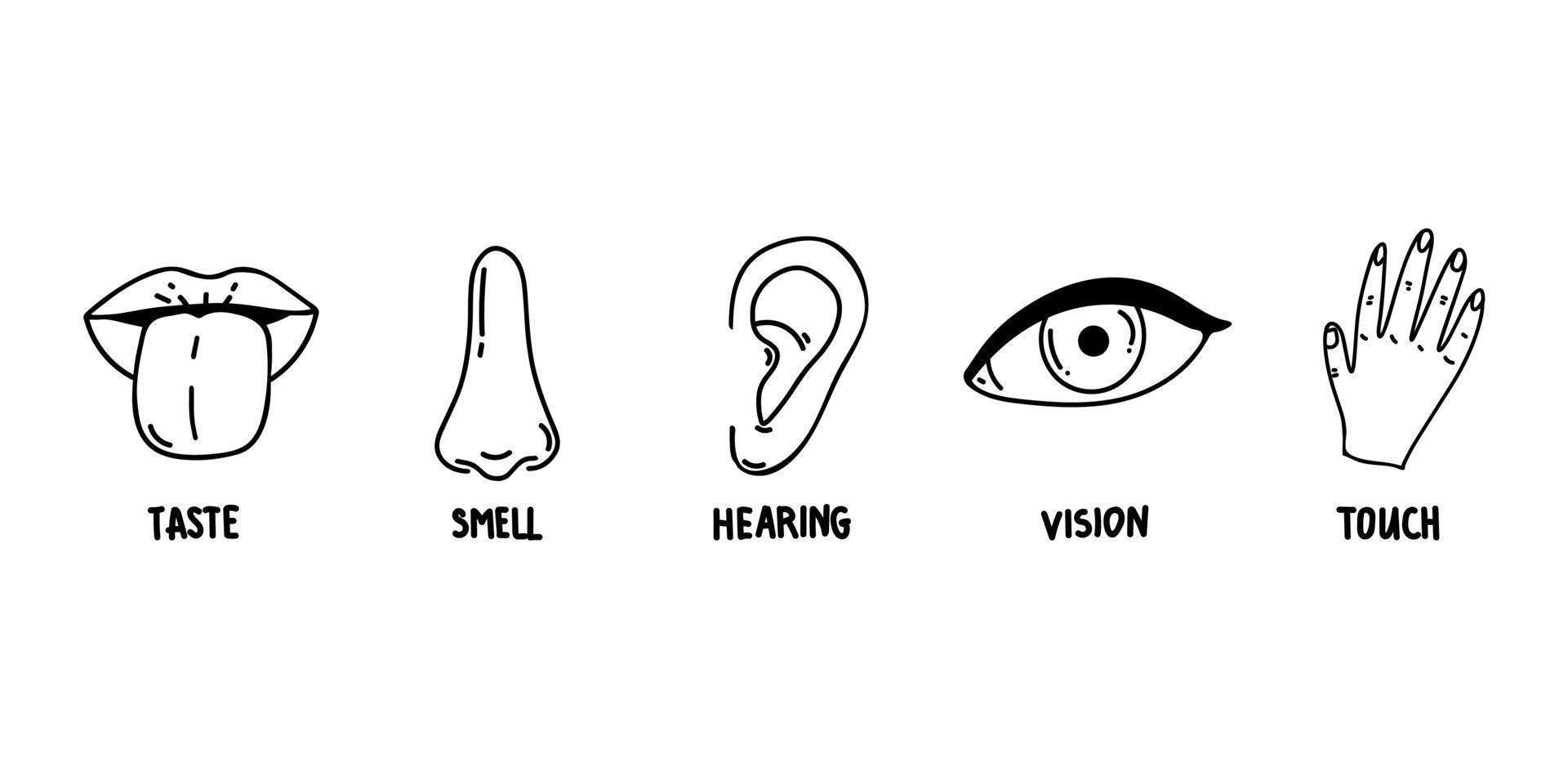 cinco iconos de línea de sentidos humanos establecidos. iconos de visión, olfato, oído, tacto, gusto. órganos sensoriales humanos. ojo, nariz, oreja, mano, conjunto de iconos de boca vector