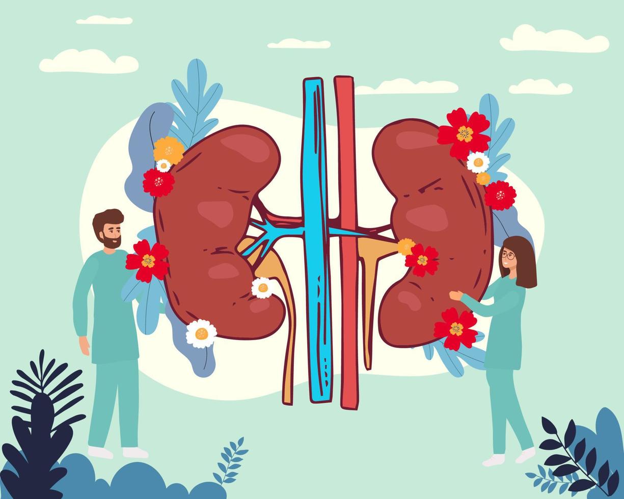 Doctors studying kidneys of donor at clinic. Medical persons checking human organ for surgery flat vector illustration. Nephrology, medicine concept for banner, website design or landing web page.