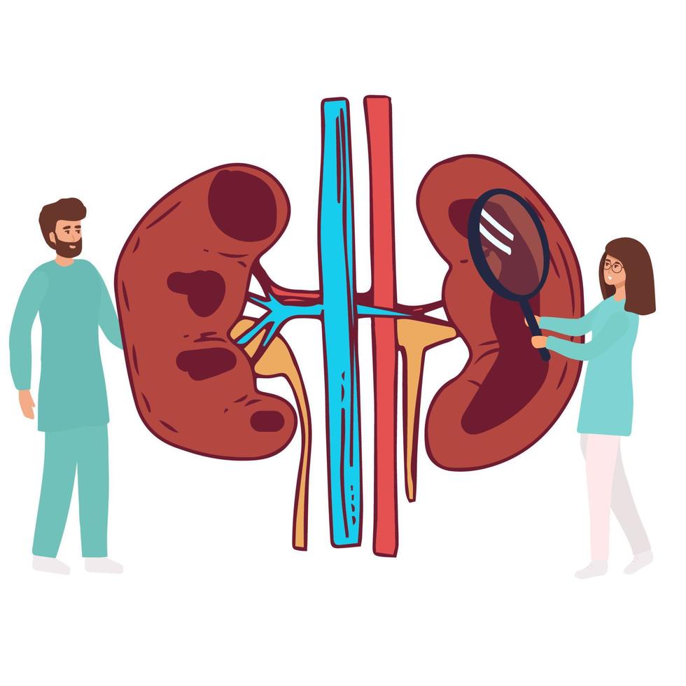 Doctors studying kidneys of donor at clinic. Medical persons checking human organ for surgery flat vector illustration. Nephrology, medicine concept for banner, website design or landing web page,