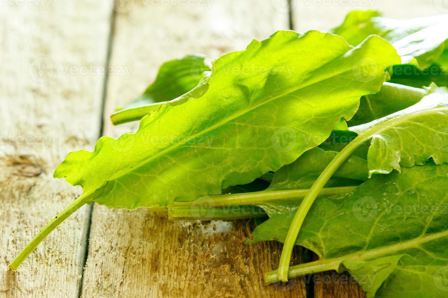 Green sorrel leaves photo