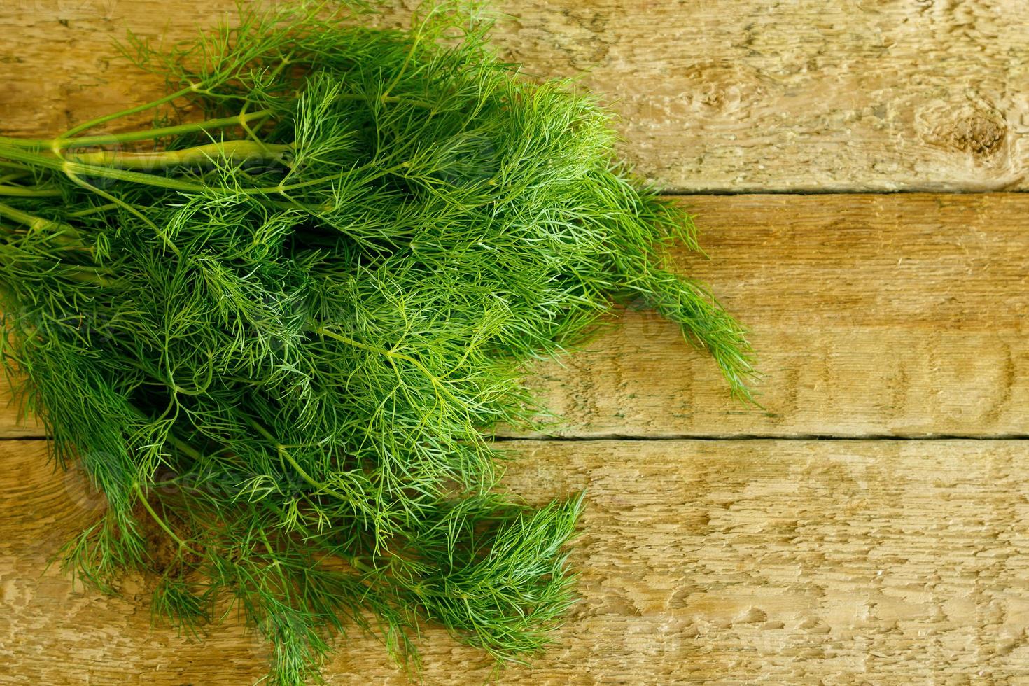 Branch of dill photo