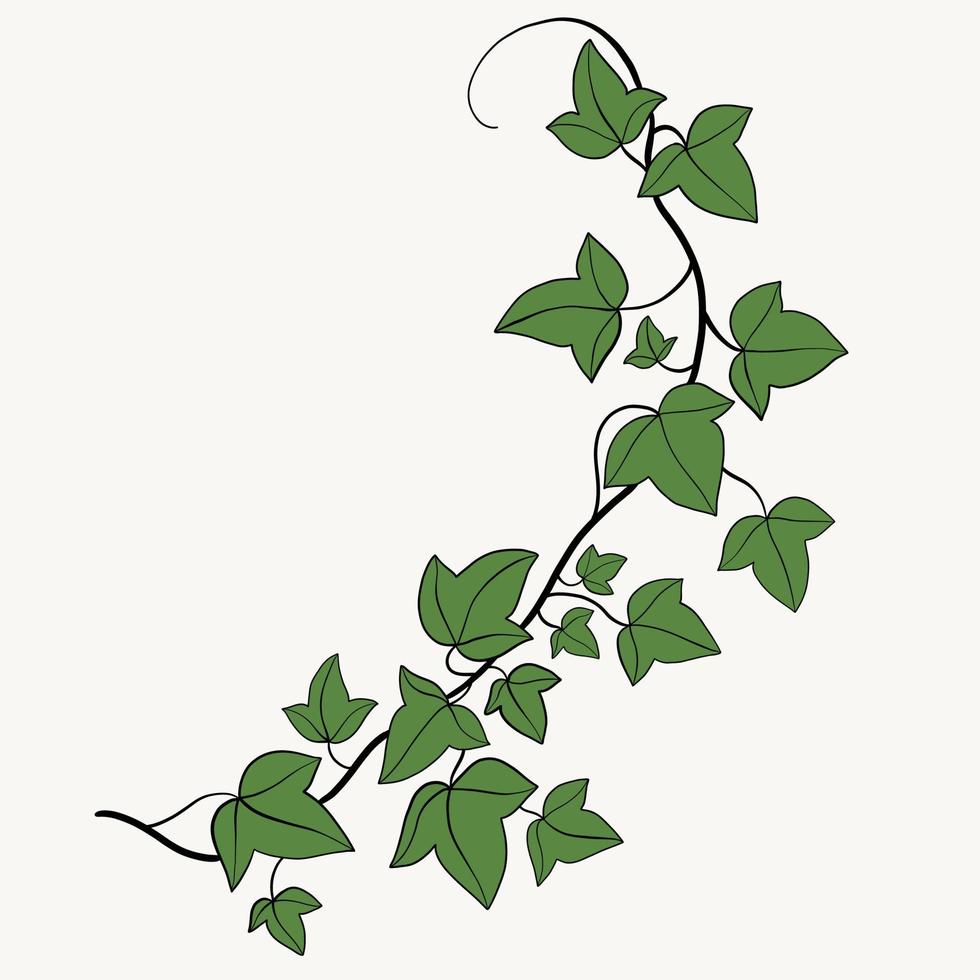 Floral ivy drawing decorative ornament flat design. vector