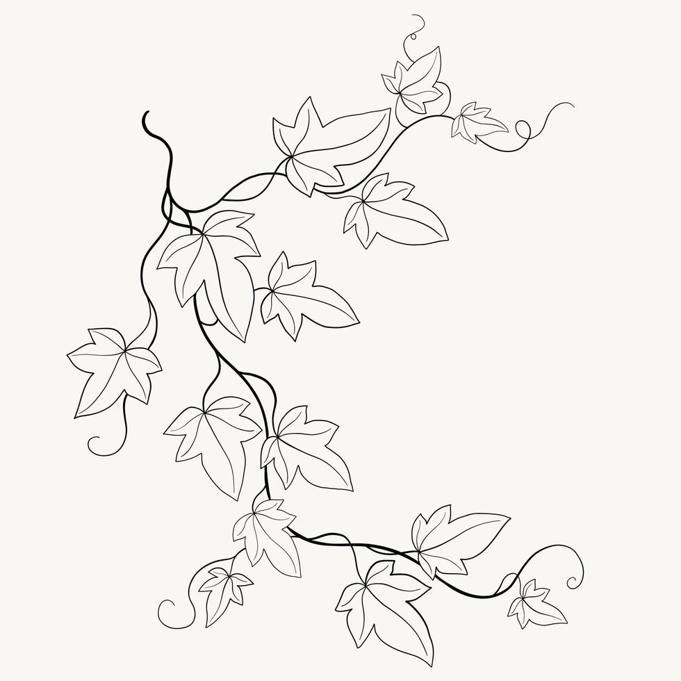 Floral ivy drawing decorative ornament flat design. vector