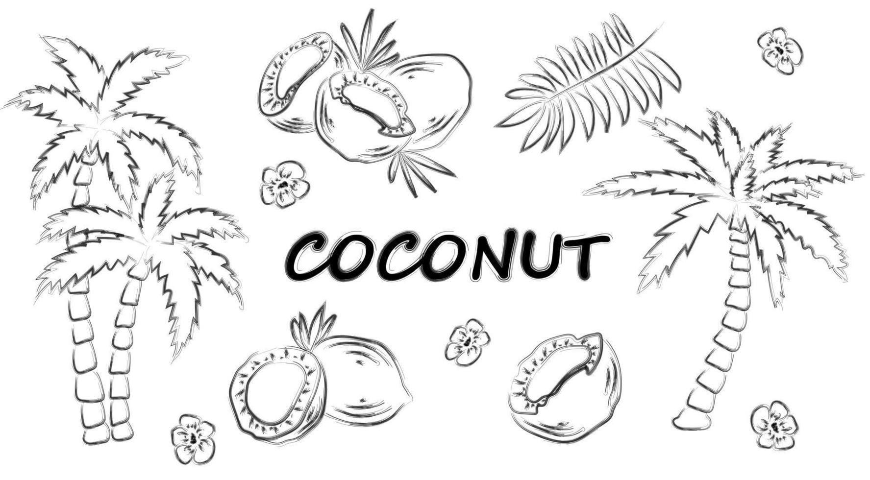 conjunto vectorial de imágenes prediseñadas de coco. vector