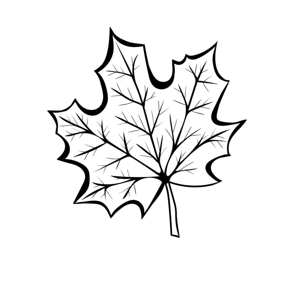 Maple Leaf in doodle style. Botanical drawing. Element for cards, posters, stickers and professional design. Hand drawn vector illustration