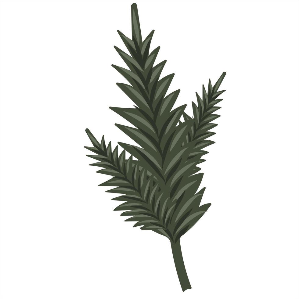Hand-drawn fir or pine tree branch isolated on white background vector