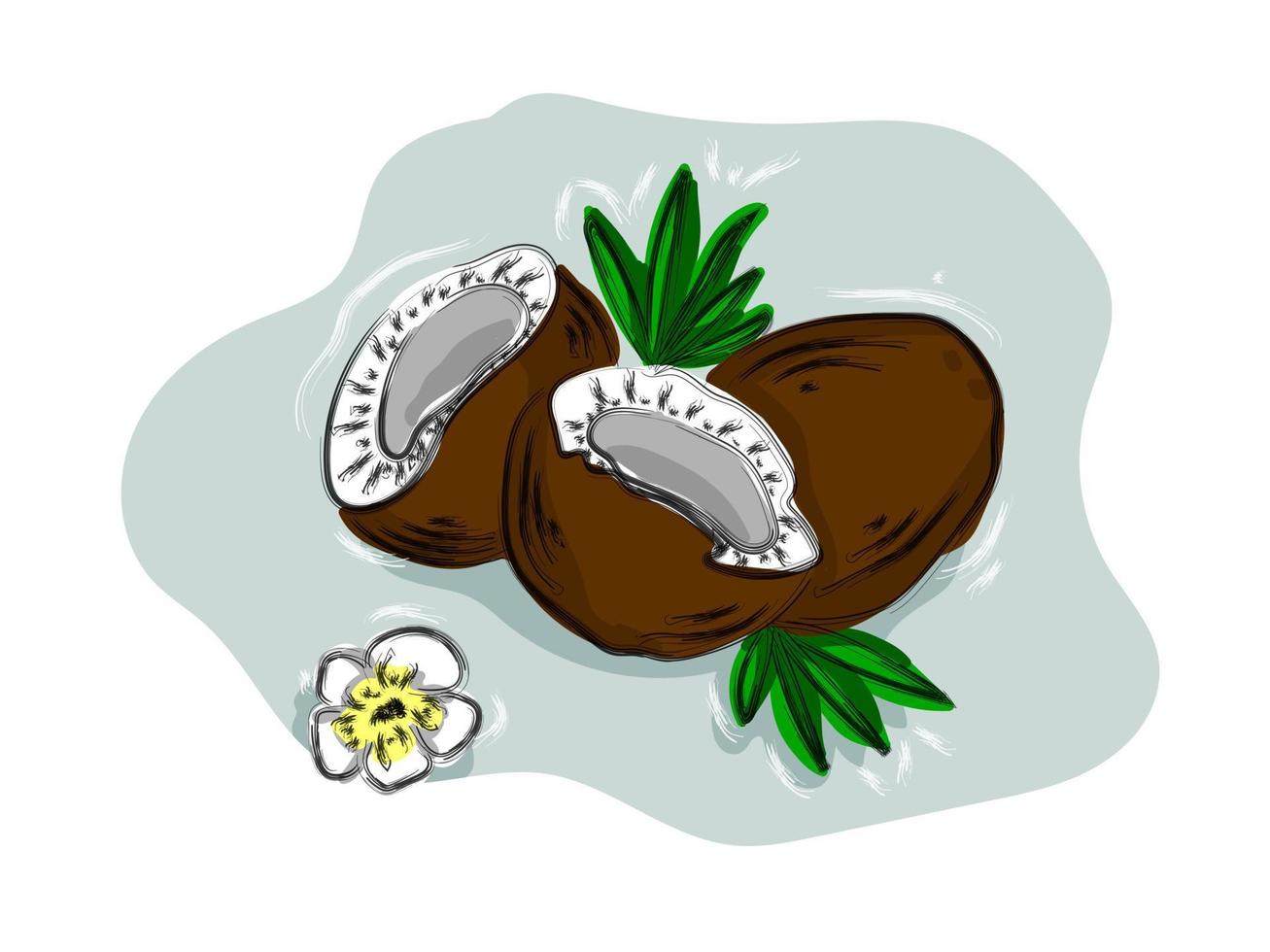 Hand-drawn  fruit coconut vector