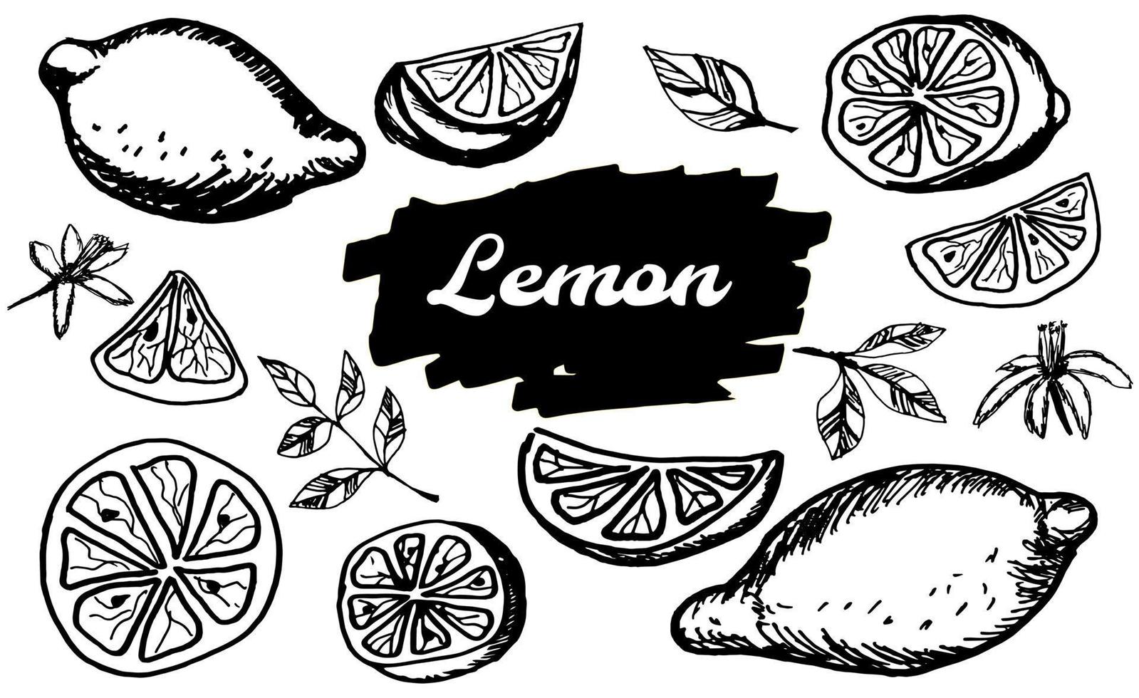 Hand drawn lemon. Vector illustration summer food set