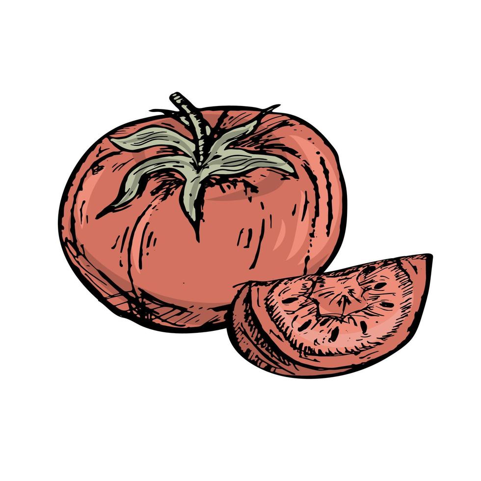 Cherry tomato. Whole tomato and part of tomato in doodle style vector