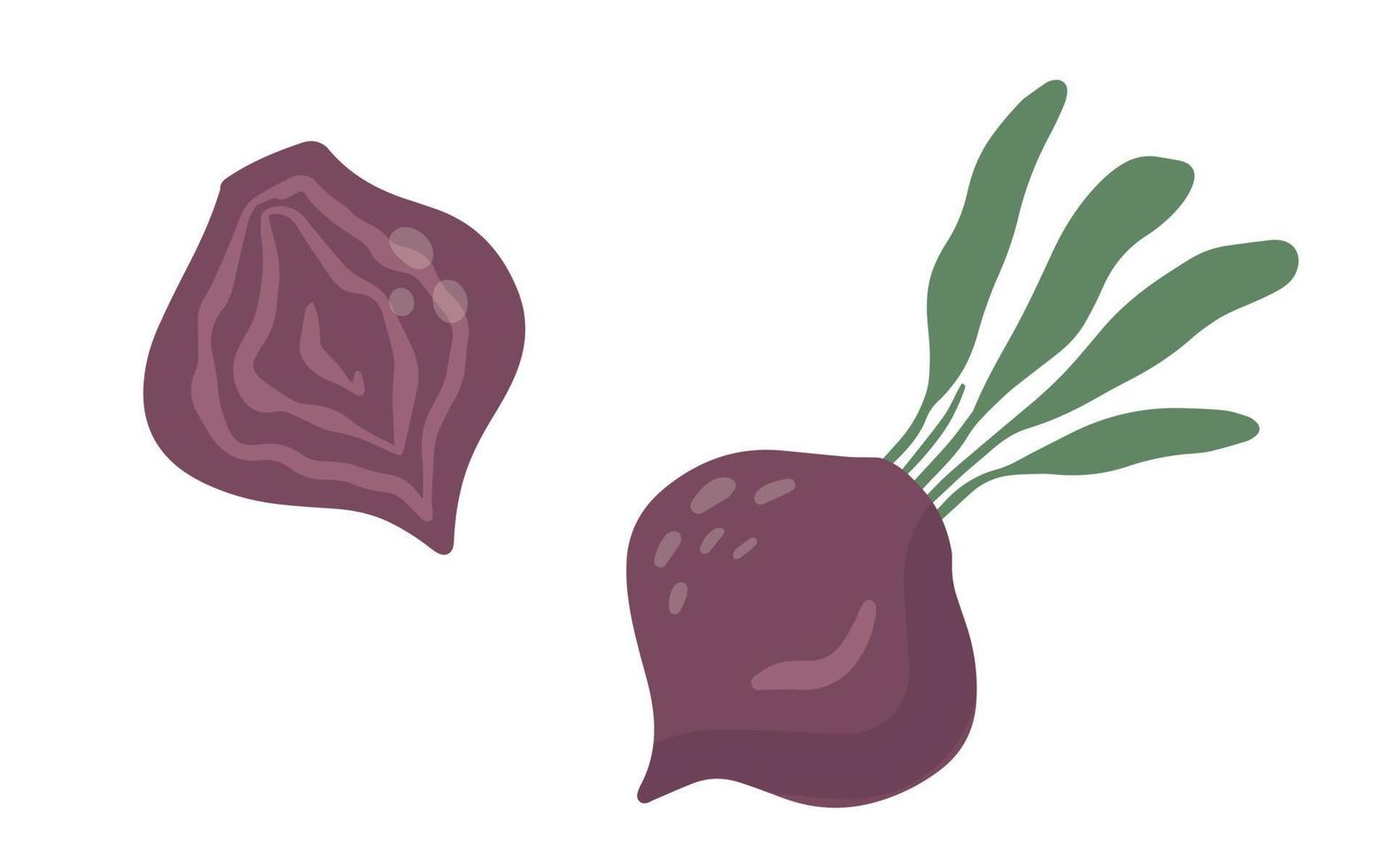 Hand drawn Beet in cartoon style. Healthy food elements. Vector illustration isolated on white background