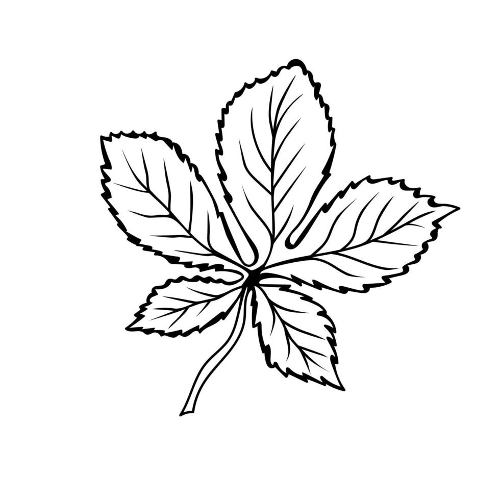 Chestnut leaf in doodle style. Botanical drawing. Element for cards, posters, stickers and professional design. Hand drawn vector illustration