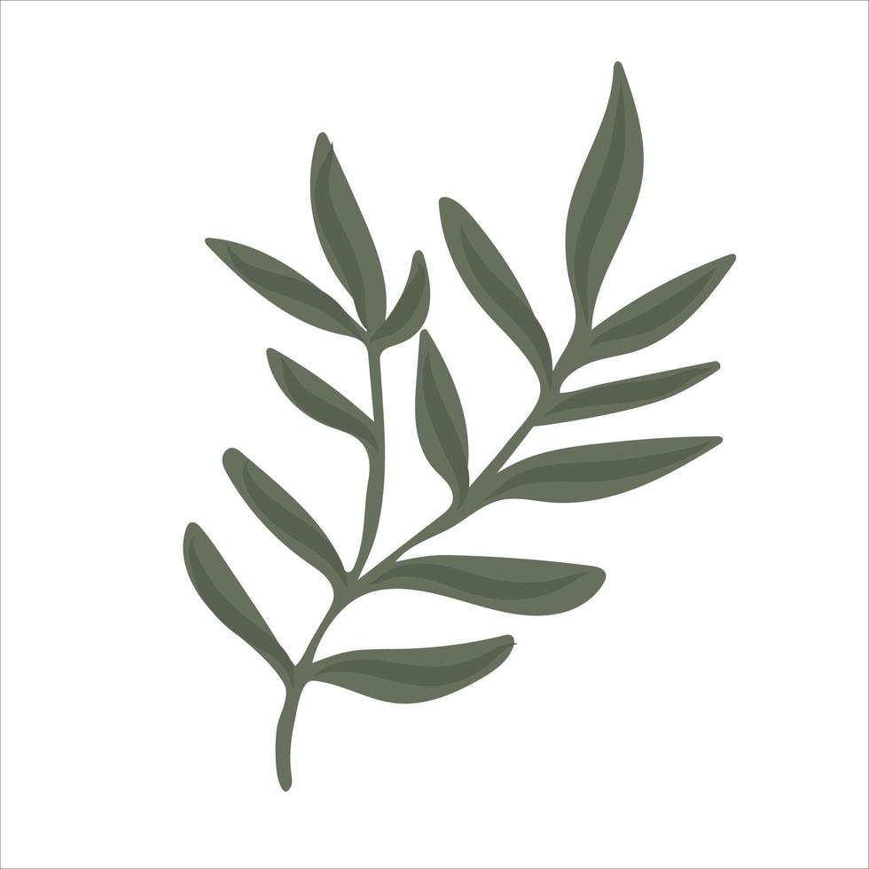 Hand drawn branch with leaves isolated on white background vector